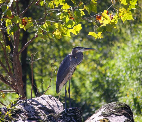 Bird on the French Broad River Rafting: Full-Day (with Lunch) trip