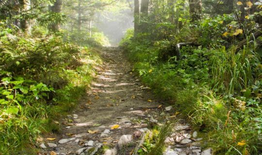 Hiking spot on the Smoky Mountain Adventure trip