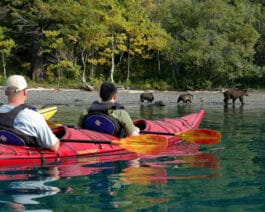Kayakers viewing bears on the shore.