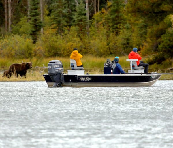 People in boat looking at bears.