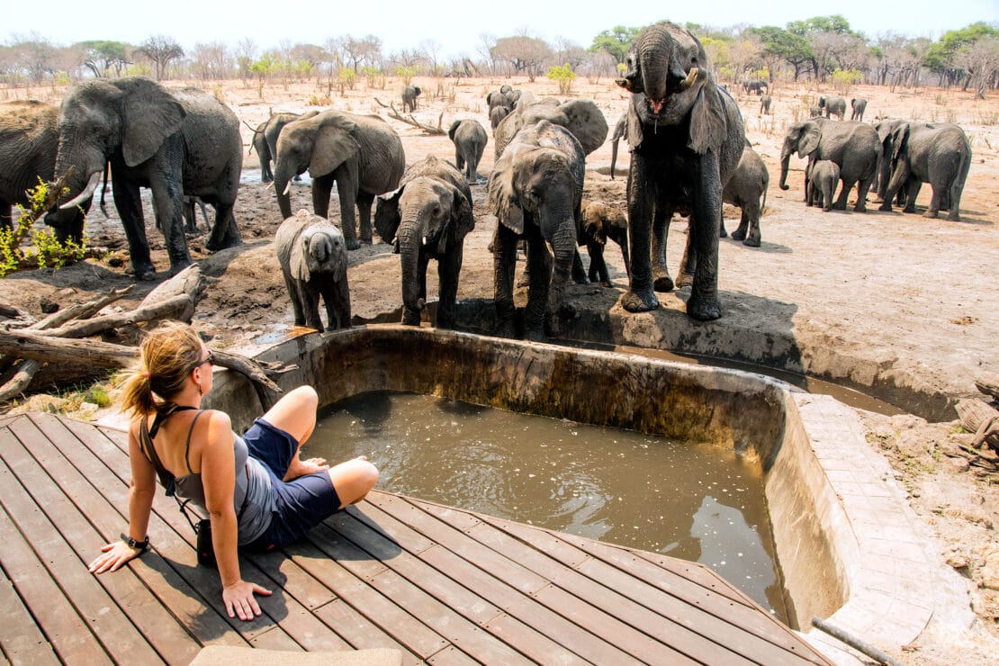 Person sitting by elephants in Zambezi.