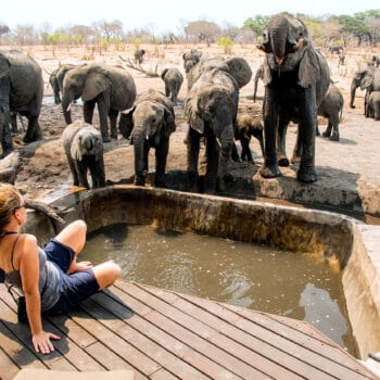 Person sitting by elephants in Zambezi.