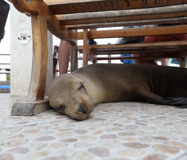 Galapagos wildlife seal