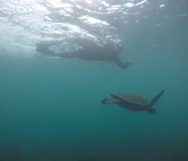 Galapagos Snorkeling Turtle