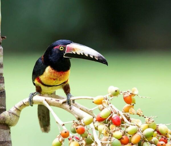 Birds in Belize