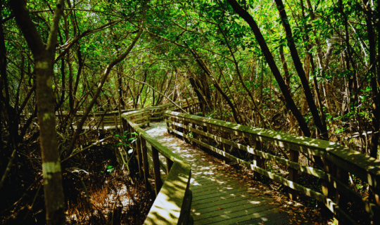 A boardwalk leading into the forest at Everglades National Park