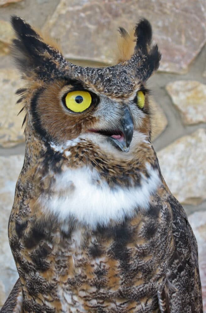 great-horned-owl-2