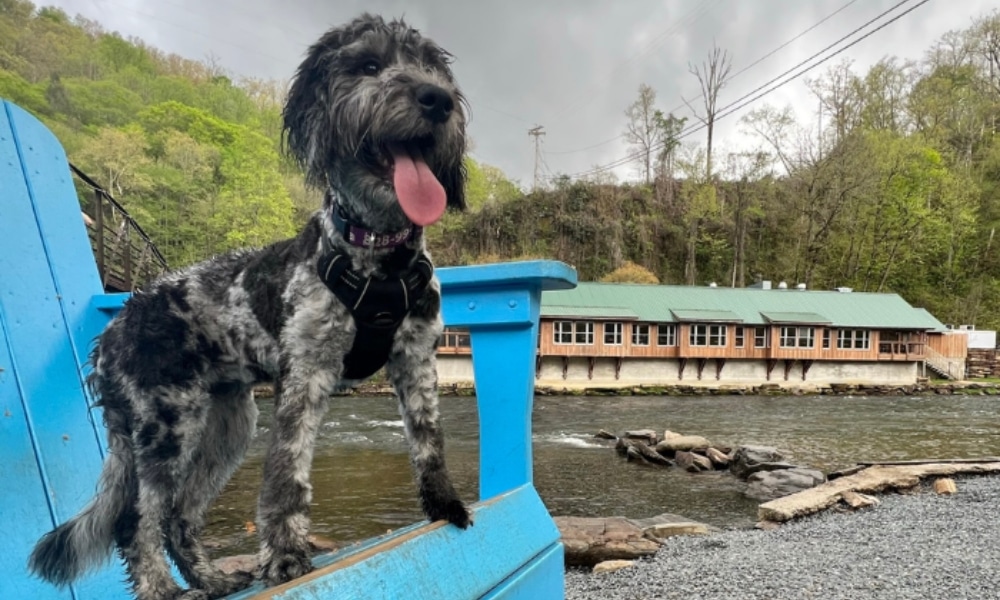 A beautiful pup sitting pridefully in a chair in front of the Nantahala River.