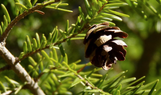 2025-arbor-day-blog-h-image-2