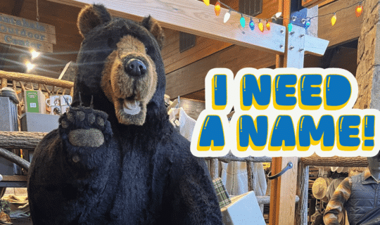 Stuffed Bear Mascot at NOG Gatlinburg needs a name!