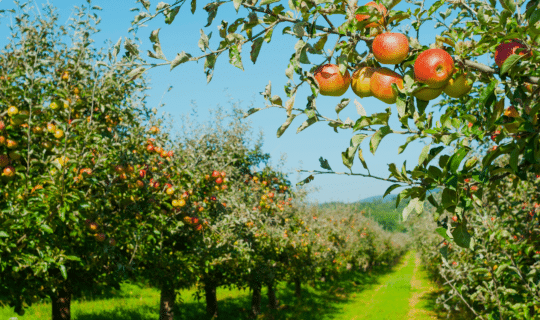 An apple orchard in the mountains of NC