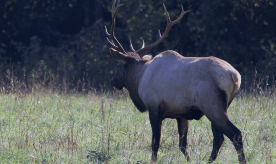 Elk in North Carolina