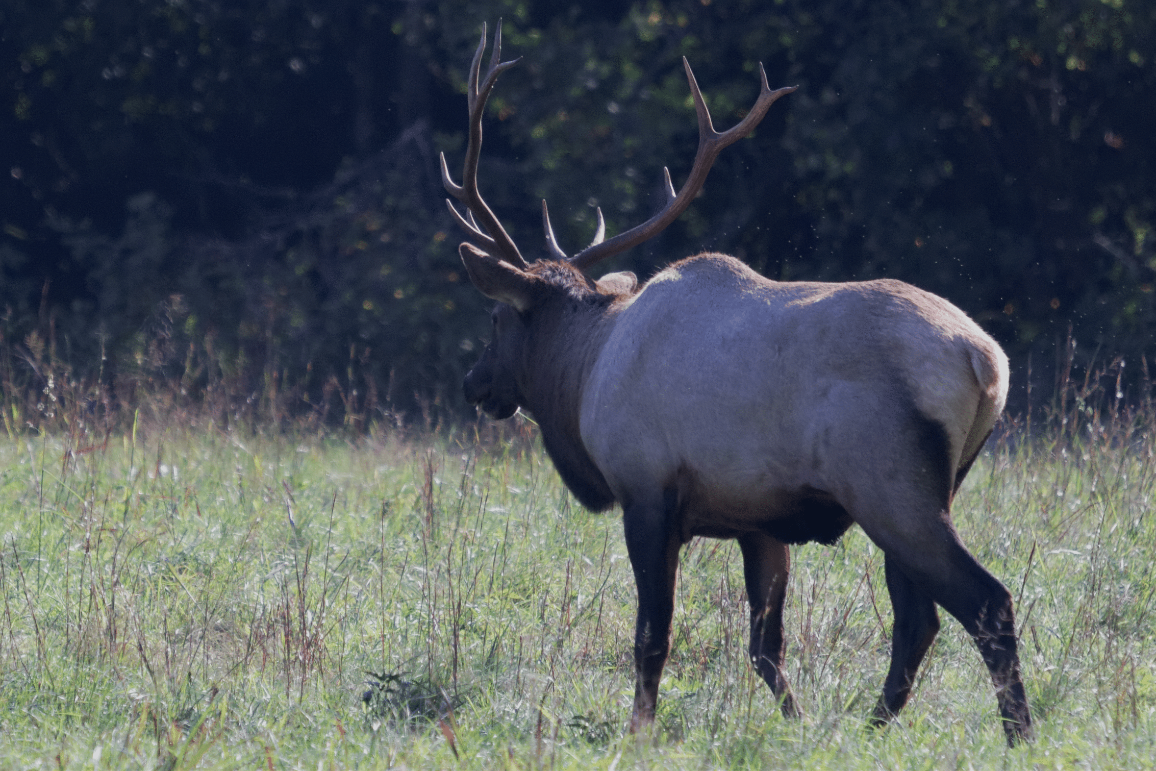 Elk in North Carolina