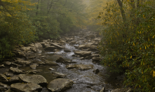 Alum cave creek in the Great Smoky Mountains