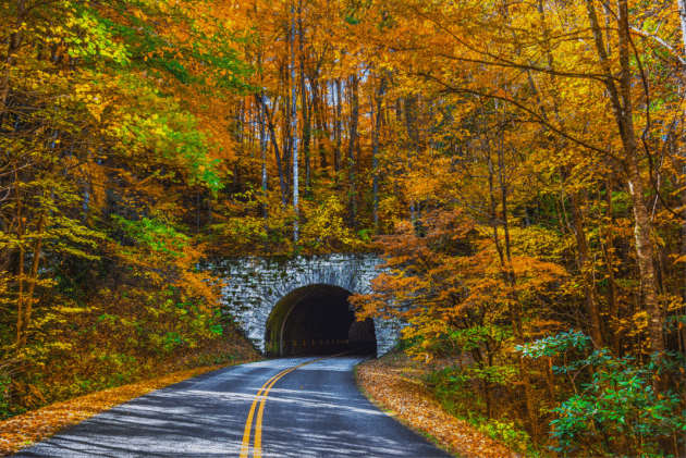 Fall on the Parkway near Asheville